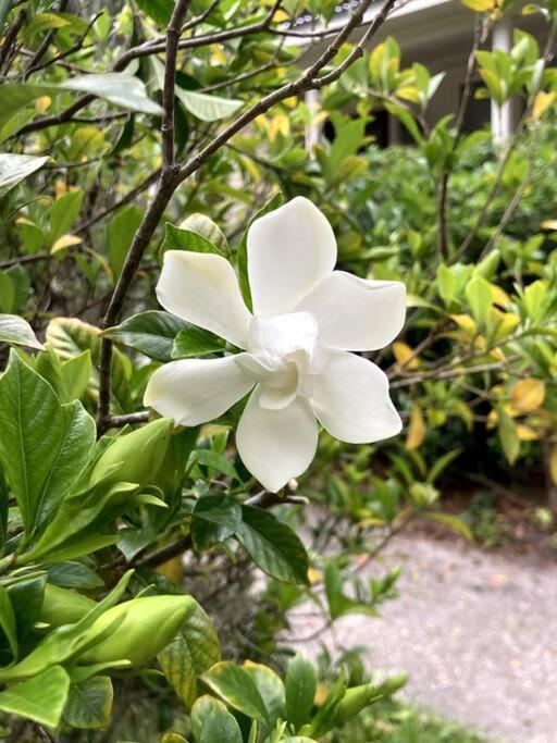 Walk To Bay Street And Historic Downtown Beaufort! Close To Parris Island Mcrd!! מראה חיצוני תמונה